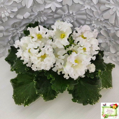 Dn-Macabeo (Д. Денисенко) 2019 г. (укоренённый лист)