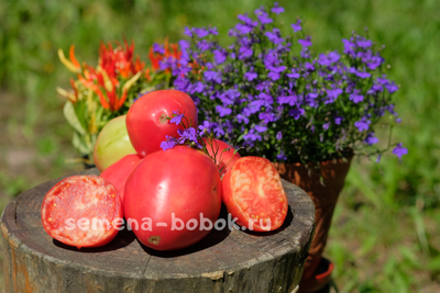 Томат Begemot King (Бегемот Кинг), 10 шт.