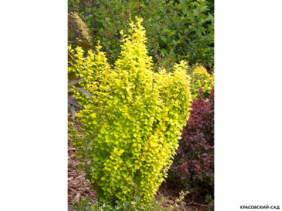 Барбарис Тунберга Maria - фото в саду - красовский-сад.рф