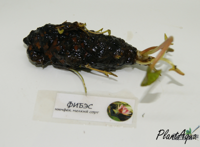 Нимфея Фибэс