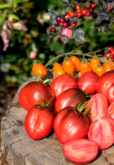 Томат Бронзовые Носики Сержанта Пеппера, 10 шт