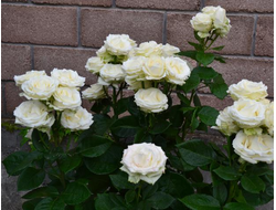 Эдванс (Advance+) Lex Voorn