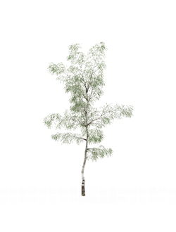 лиственные Береза 100