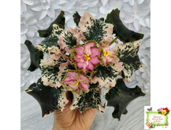 МТ-Пески Времени (М. Тотиева) 2022 г.