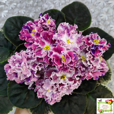 ТФ-Confetti (Т. Фурлетова) 2024 г.