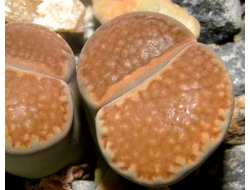 Lithops hallii (Israel) - 10 семян