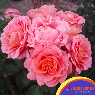 Вивьен Вествуд (Vivienne Westwood)