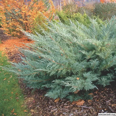 Можжевельник Виргинский Хетц - Virginiana Hetz