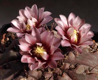 Gymnocalycium esperanzae VG-1242 - 5 семян