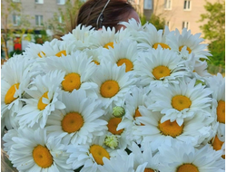 Ромашки