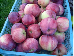 Яблоня летняя (наличие в садовом центре)