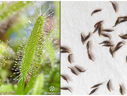 Drosera Capensis Alba