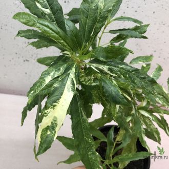 Ficus Racemosa White variegata / фикус ракемоза вариегатный белый
