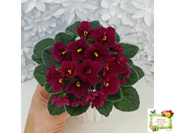 Jolly Mars (H.Pittman), #9718 (01/15/2007)