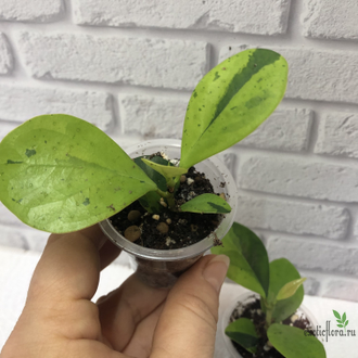 Ficus Diversifolia var.  Watermelon / фикус дельтовидный Арбуз