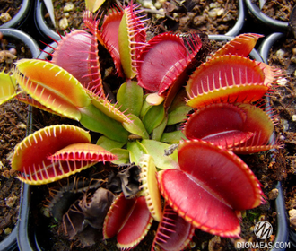 Dionaea muscipula Vampire