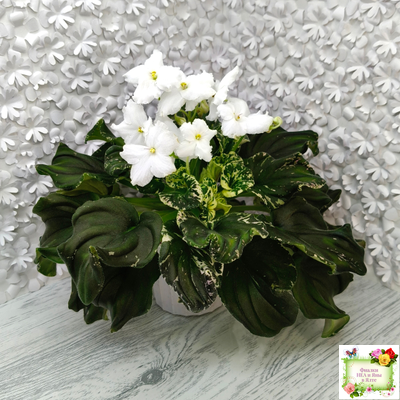 LV-Девятый Вал (Л. Шевелева) 2024 г. трейлер (пестролистный клакамас)