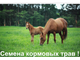 Семена кормовых травосмесей  "Для лошадей" 100 кг
