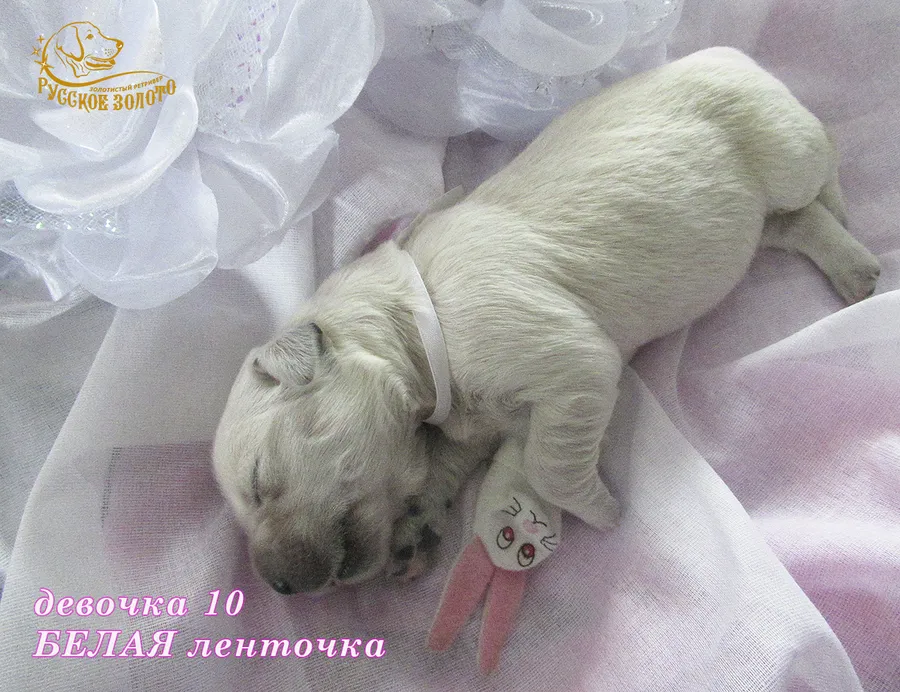 СВОБОДНА =  Девочка БЕЛАЯ ленточка, 5 дней. ДР 28.01.20. 