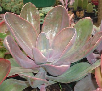 Echeveria gibbiflora metallica