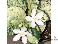 WRIGHTIA ANTIDYSENTERIСА Variegated (ХОЛАРЕНА ВАРИЕГАТНАЯ яркая вариегатность )
