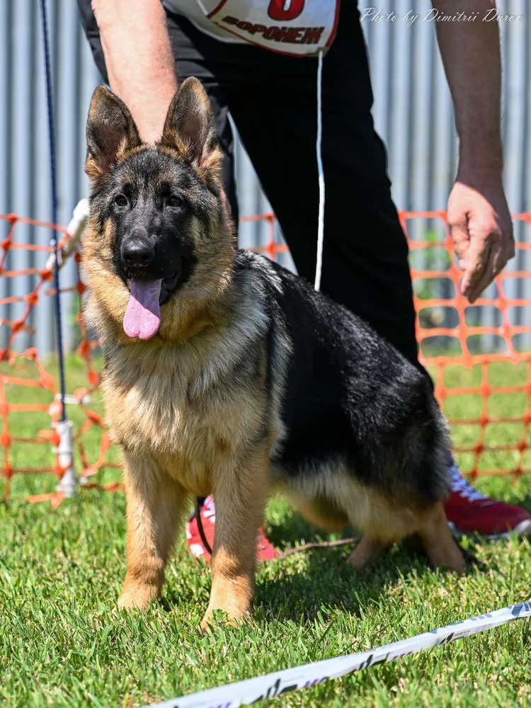 моно г. Воронеж , июнь 2023 г. эксперт А. Никитин 1 место класс щенков, Лучшая собака до года!!!