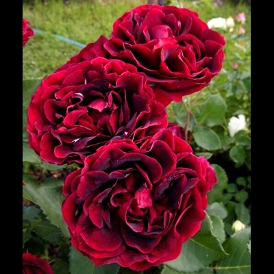 Эпоха Мондадори (Epoca Mondadori)