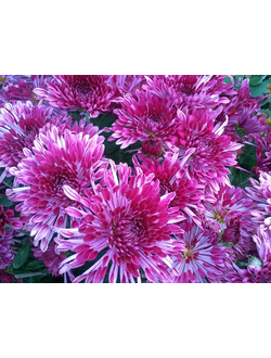 Хризантема корейская Вечерняя зиронька