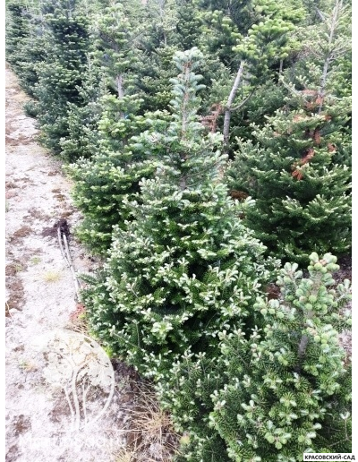 Пихта корейская - Abies koreana