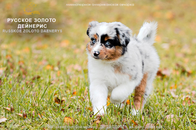 щенок миниаусси - девочка с КРАСНЫМ ошейничком Д-2025, окрас голубой мерль, на фото 2мес