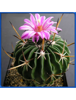Echinofossulocactus anfractulosus CSD 019