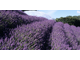 Лавандин Гроссо (Lavandula hybrida Grosso), Франция - 100% натуральное эфирное масло