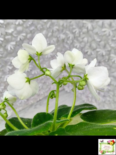 ШН-Космическая Фея (Н. Шушакова) 2019 г.