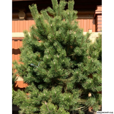 Сосна крючковатая - Uncinata