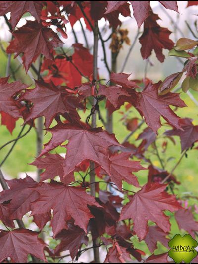 Клен остролистный &quot;Роял Ред&quot; (саженец 1,5 м)