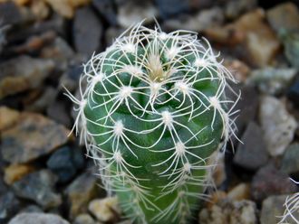 Gymnocalycium bruchii v. niveum VG 536