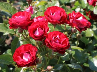 Роз де Айнхайт/Анхайт (Rose der Einheit) роза