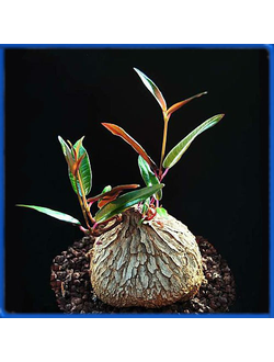 Petopentia natalensis