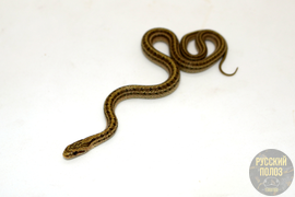 Полоз узорчатый, узорка, Elaphe dione