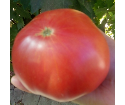 Томат Толстяк из Патонеса (Gordo de Patones)