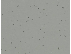 50216 Pigeon Sphera Energetic коллекция яркого гомогенного линолеума Forbo купить с доставкой