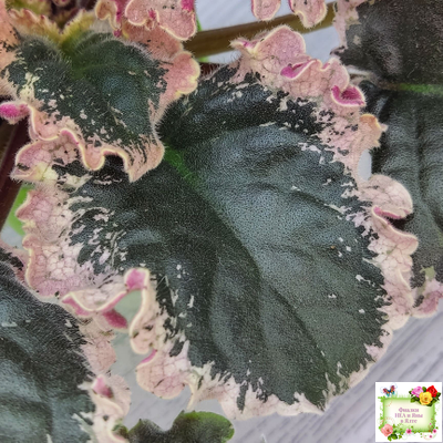 ВаТ-Тип-Топ (Т. Валькова) 2015 г. (лист посажен 04.02.26)