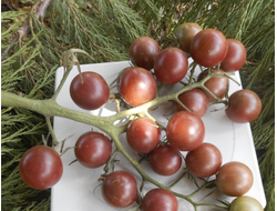 Томат Черная вишня (Black Cherry)