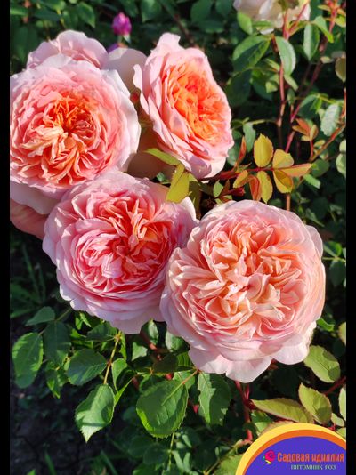 Батшеба (Batsheba)