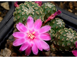 Sulcorebutia pedroensis HS 76A - 5 семян