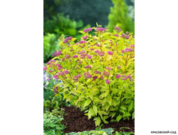 Спирея японская Файерлайт