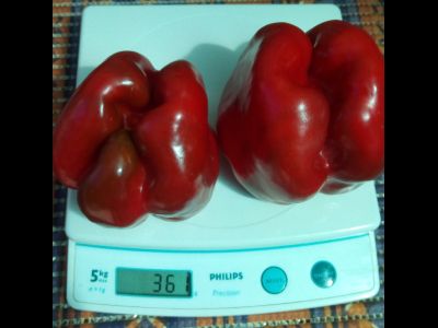 Перец сладкий Барборка