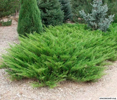 Можжевельник Рокери Джем - Rockery Gem