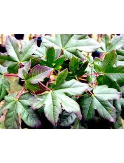 Клен полевой Red Shine