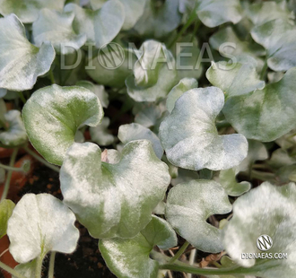Dichondra Argentea Silver Falls, Дихондра серебряный водопад, ампельное ...